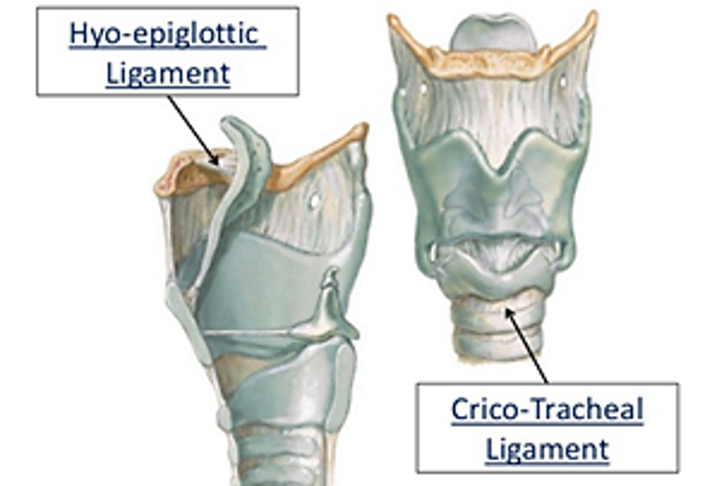  larynx -cricotracheal ligament 