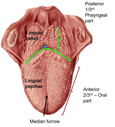 Features of dorsal surface of tongue