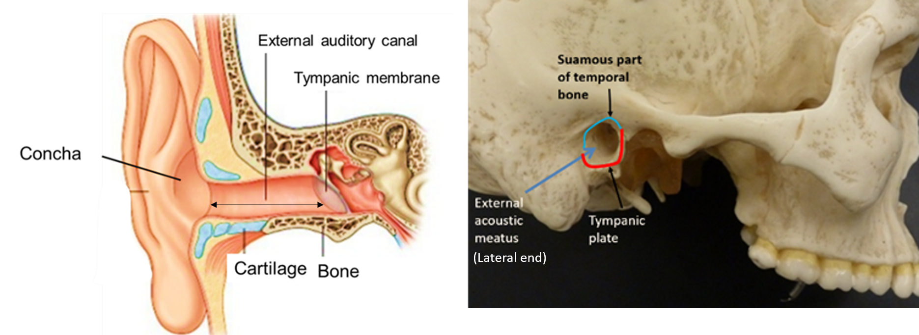 bony and cartilaginous parts of external auditory meatus