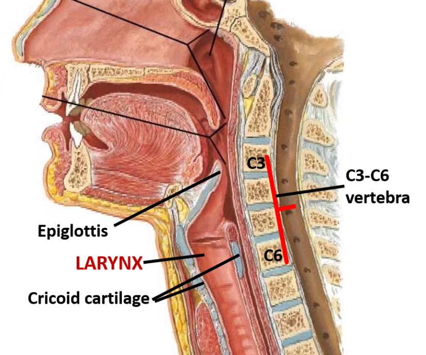 location and extent of larynx