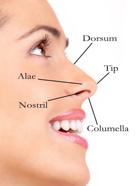 parts of external nose