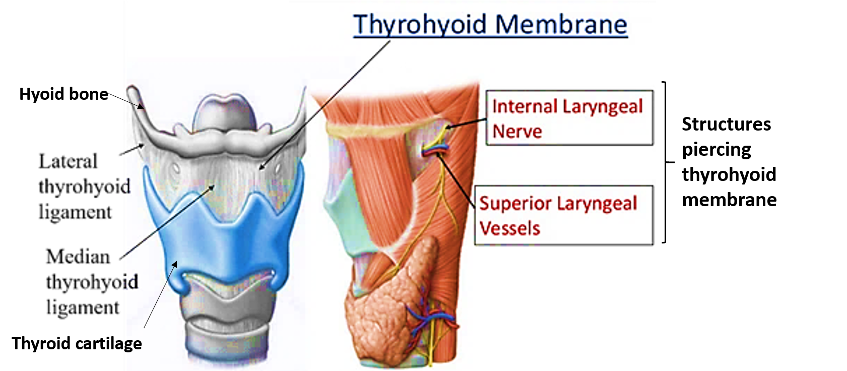 larynx- extrinsic ligaments and membranes