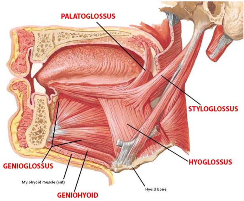 Tongue -extrinsic muscles