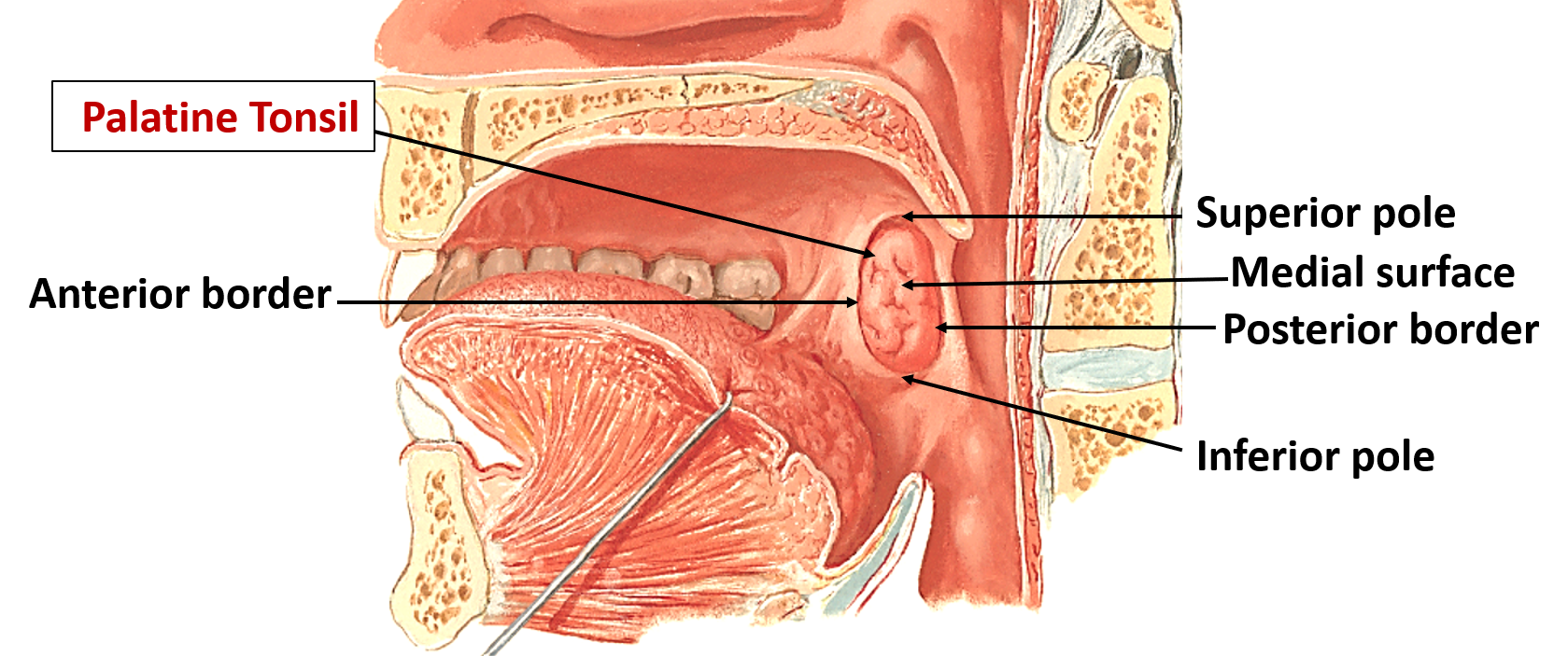 palatine tonsil-gross features