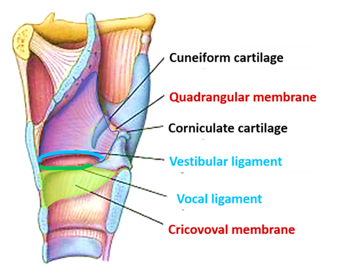 larynx- intrinsic ligaments and membranes