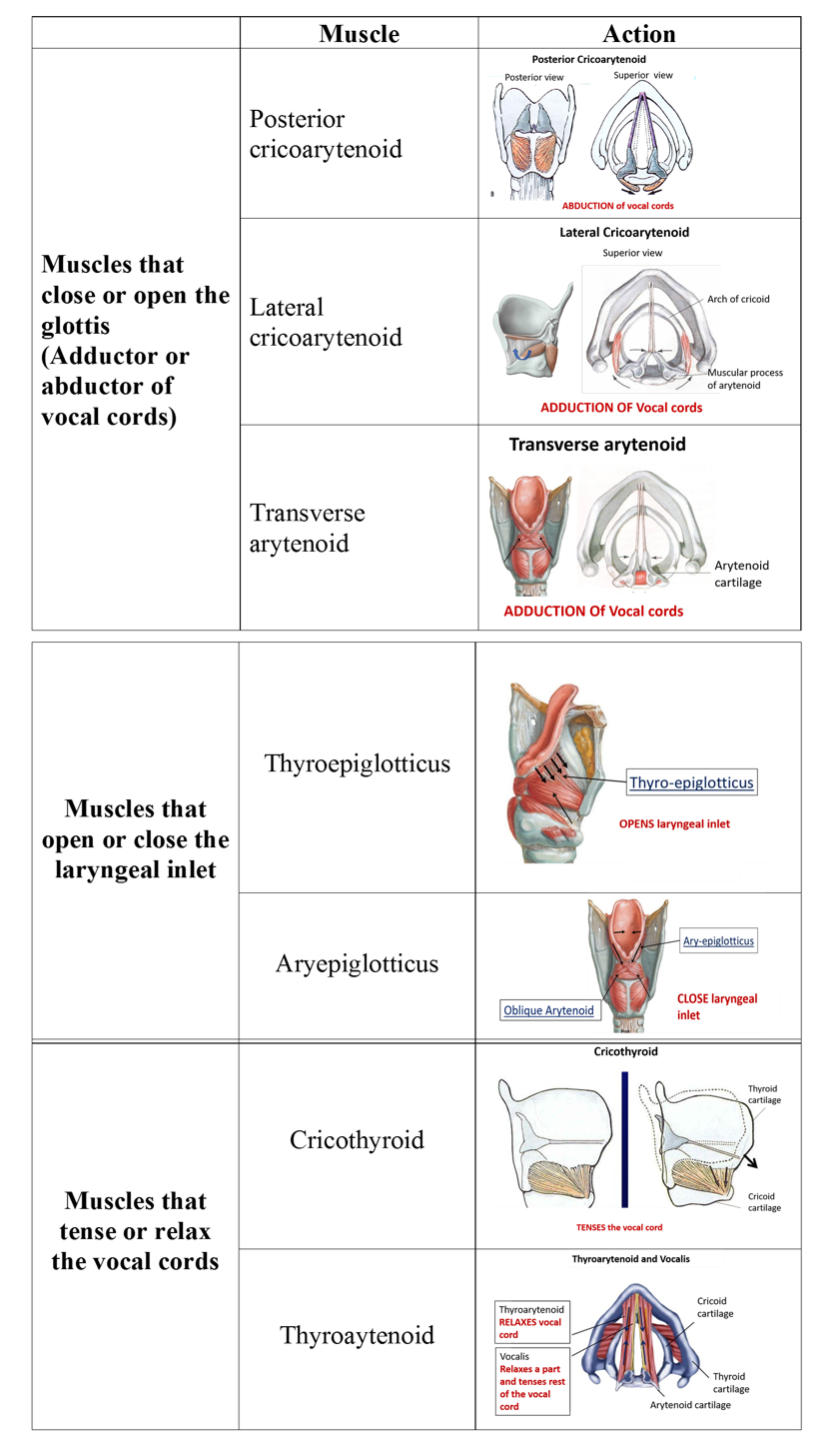 muscles of larynx intrinsic