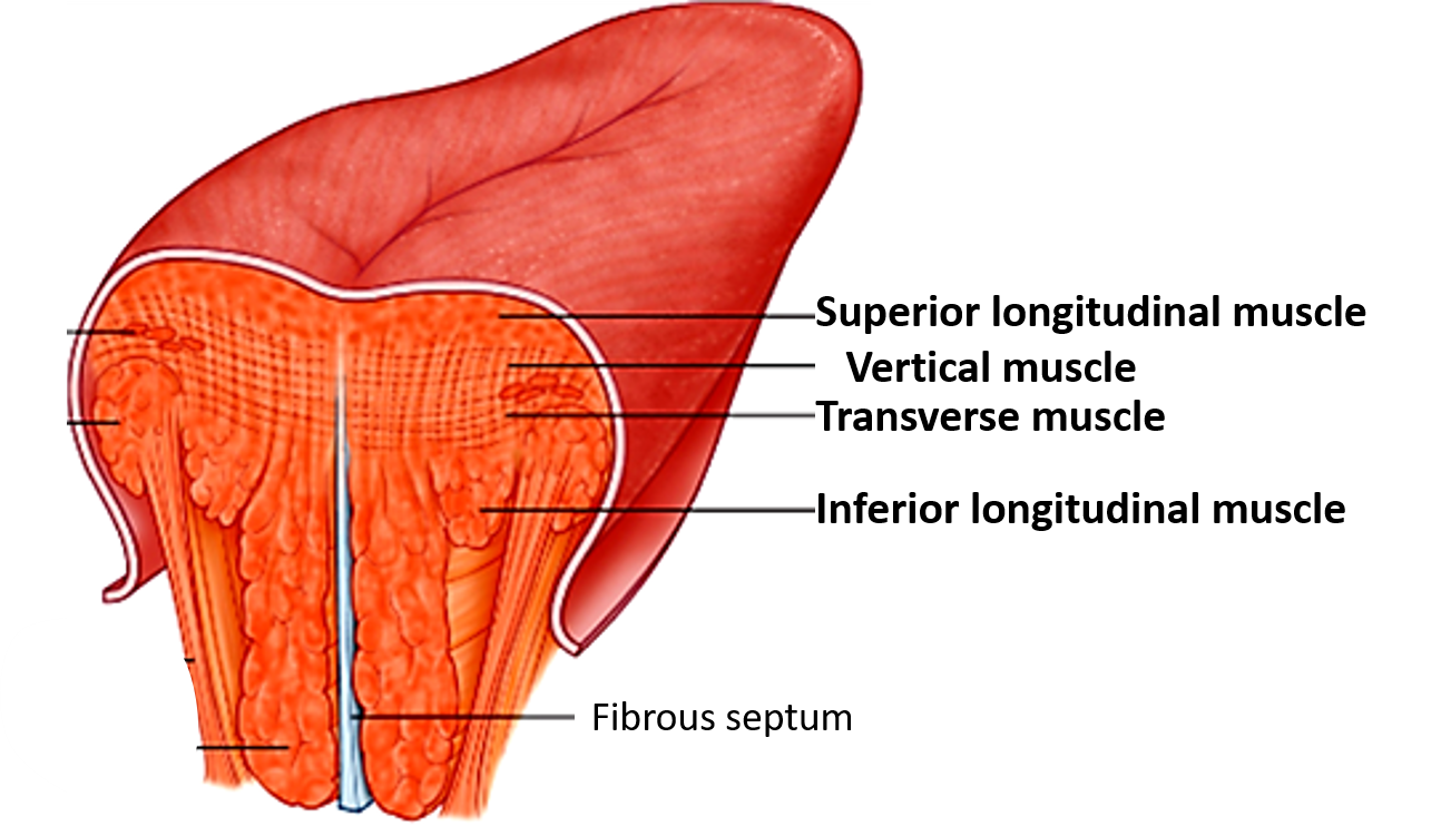 Tongue-intrinsic muscles