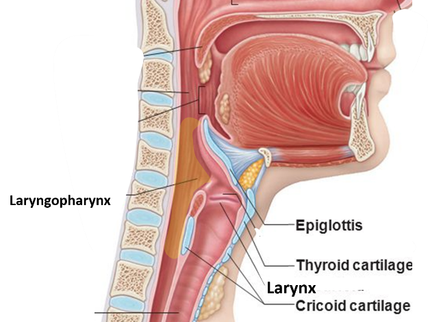 laryngopharynx
