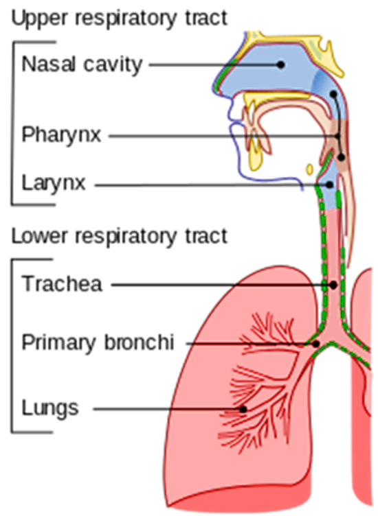 Larynx , Anatomy QA