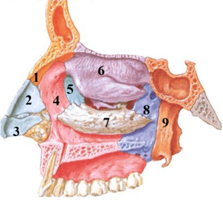 lateral wall of nasal cavity