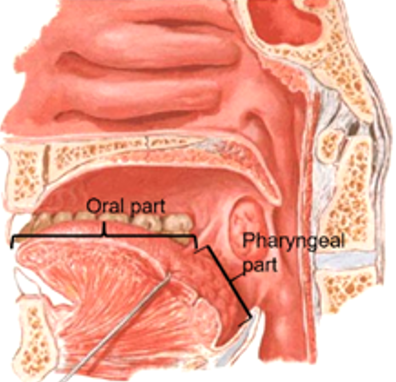 tongue - location