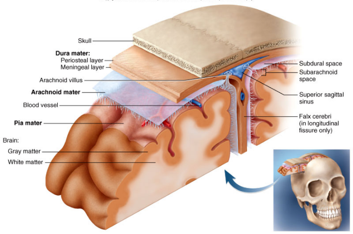 meninges of brain