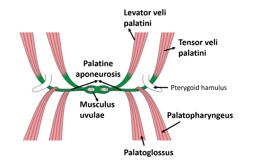 palate-muscles