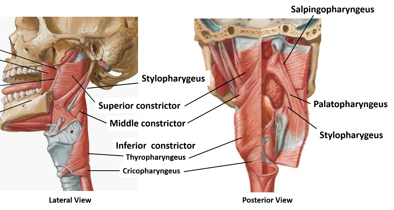 Pharynx - muscles