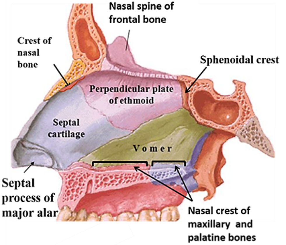 bones and cartilages forming nasal septum