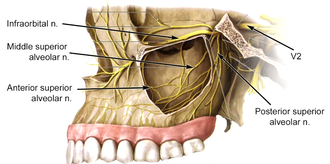 maxillary air sinus - nerve supply