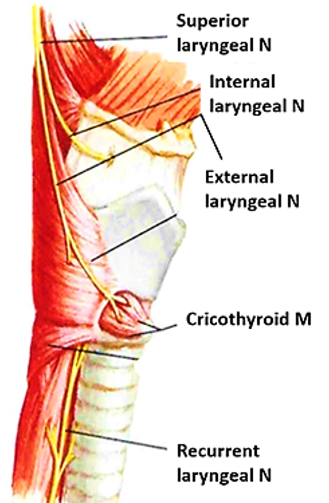Larynx - nerve supply