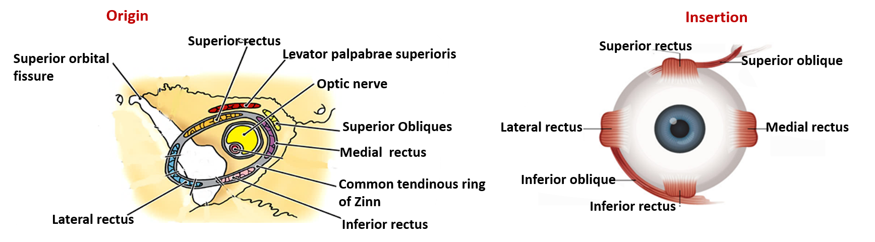 attachments of extraocular muscles