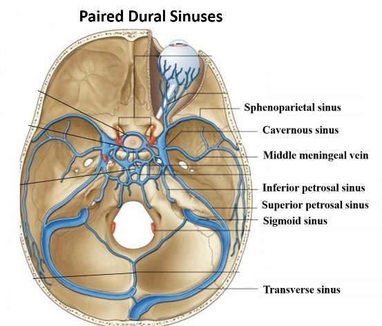 Dural venous sinuses - paired