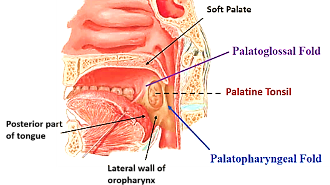 Location of palatine tonsil