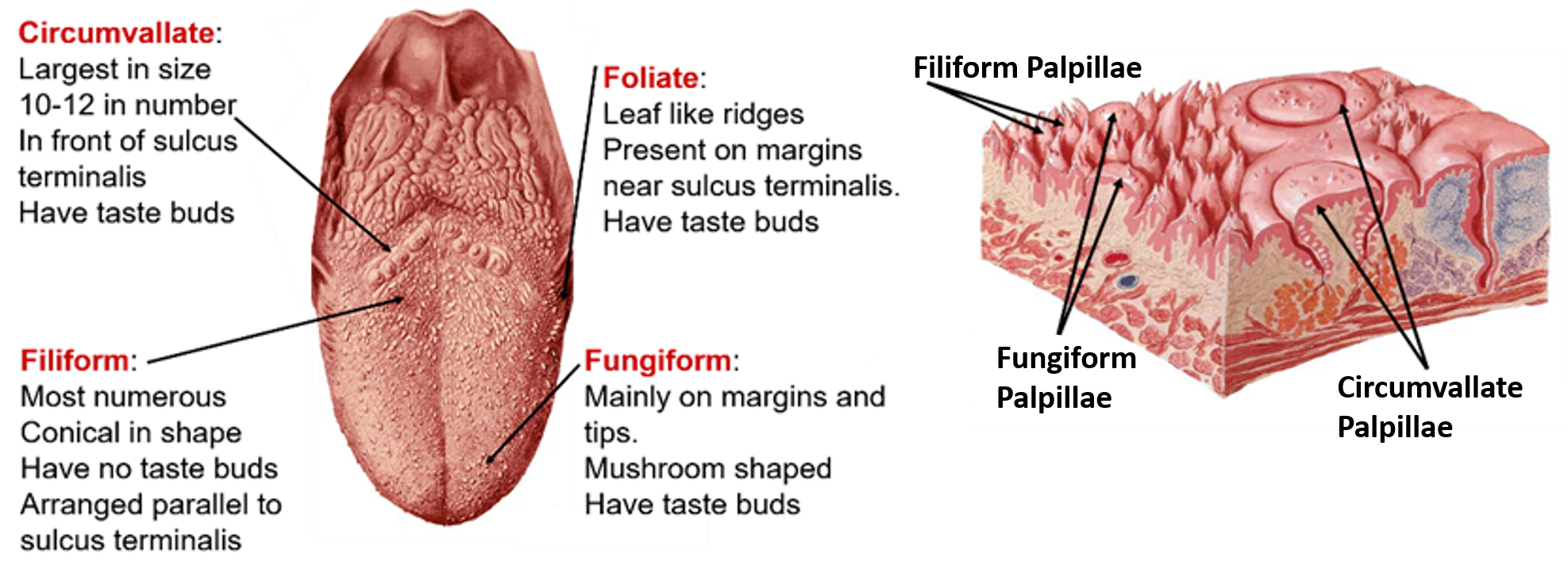 Tongue- types of papillae