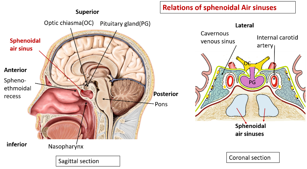 Sphenoidal air sinus - relations
