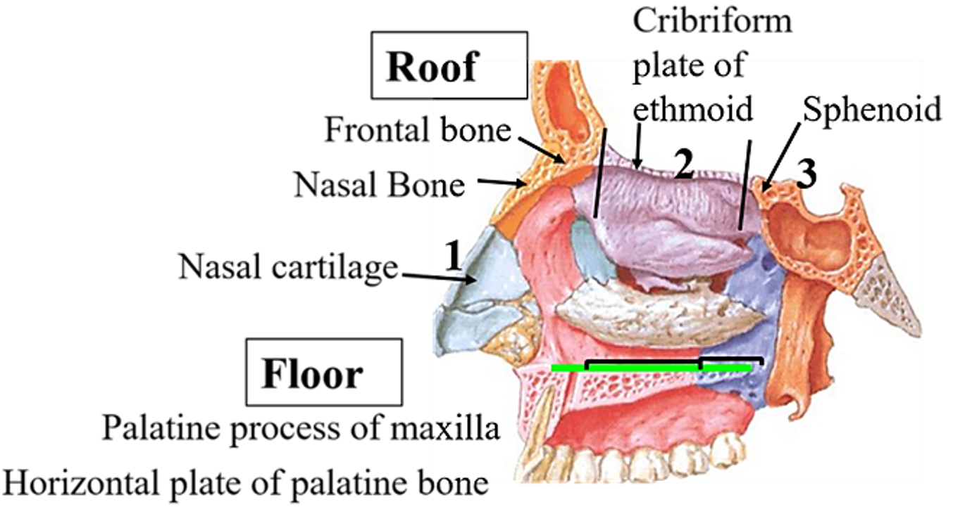 structures forming roof and floor of nasal cavity