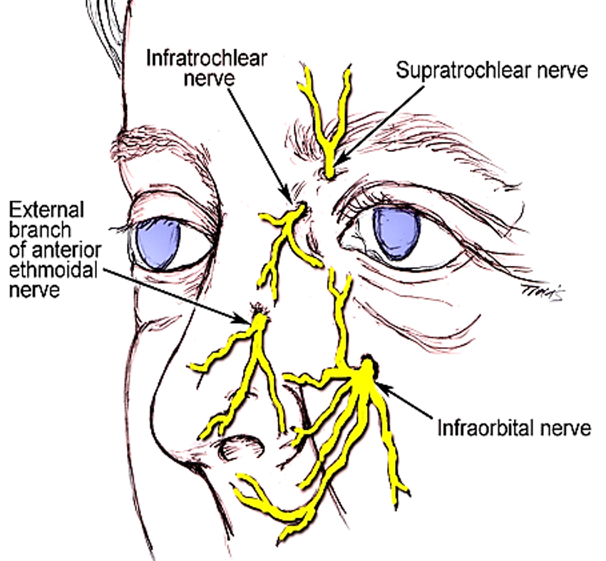 sensory innervation of nose
