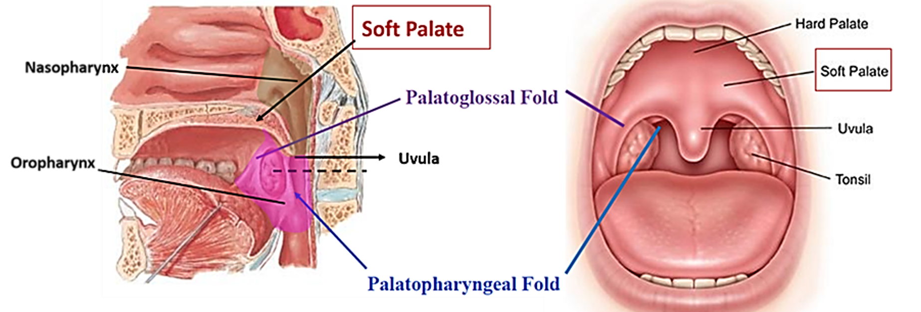  features of soft palat