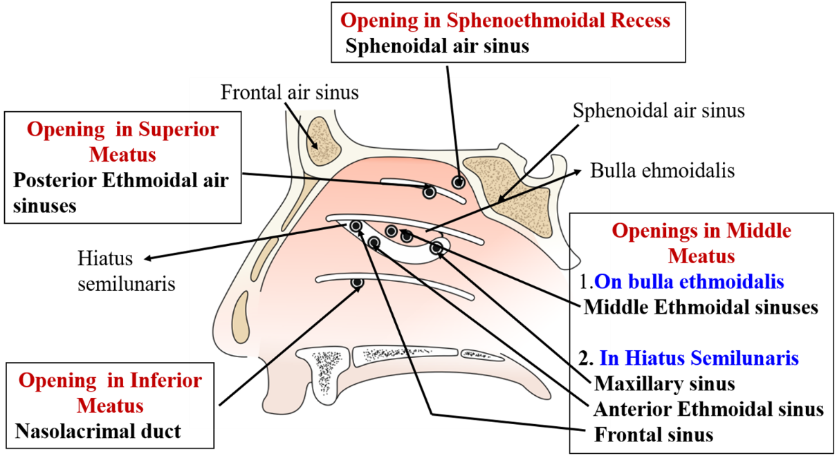 structures opening into lateral wall of nose