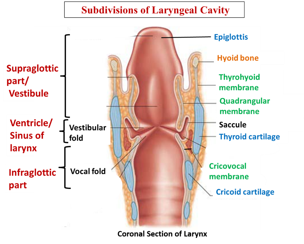 Laryngeal cavity