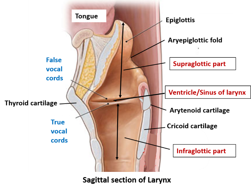 Parts of laryngeal cavity