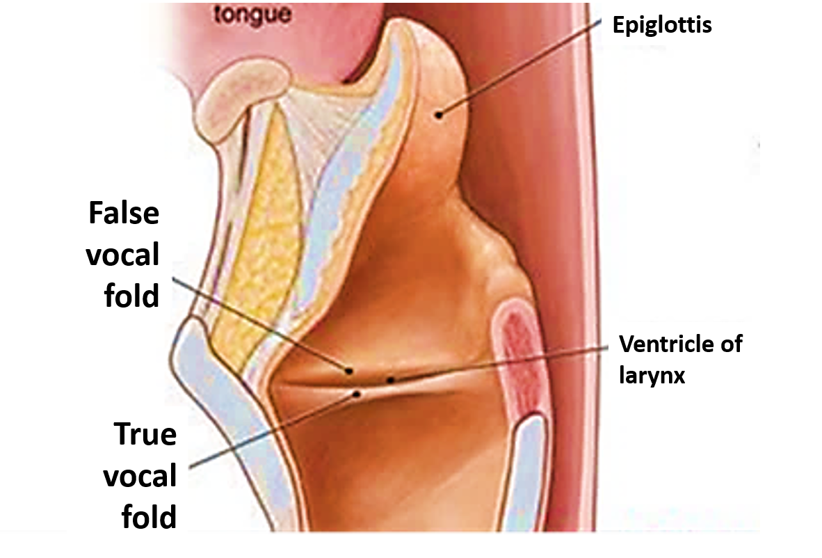 vocal folds