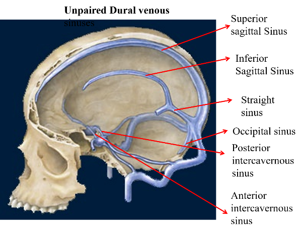 unpaired dural venous sinuses