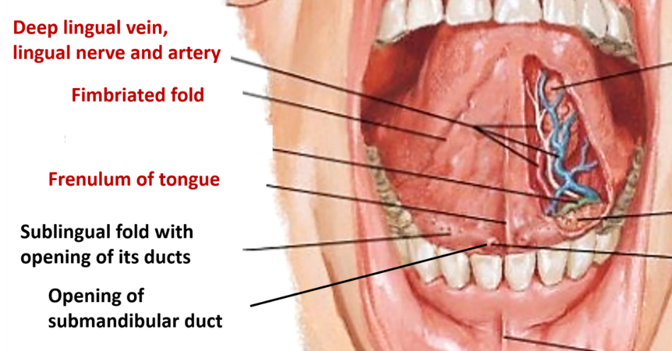 ventral surface of tongue