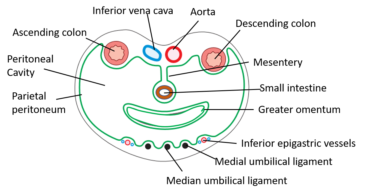 horizontal disposition of peritoneum at the level of L4 vertebra