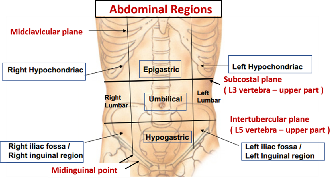 Nine regions of abdomen