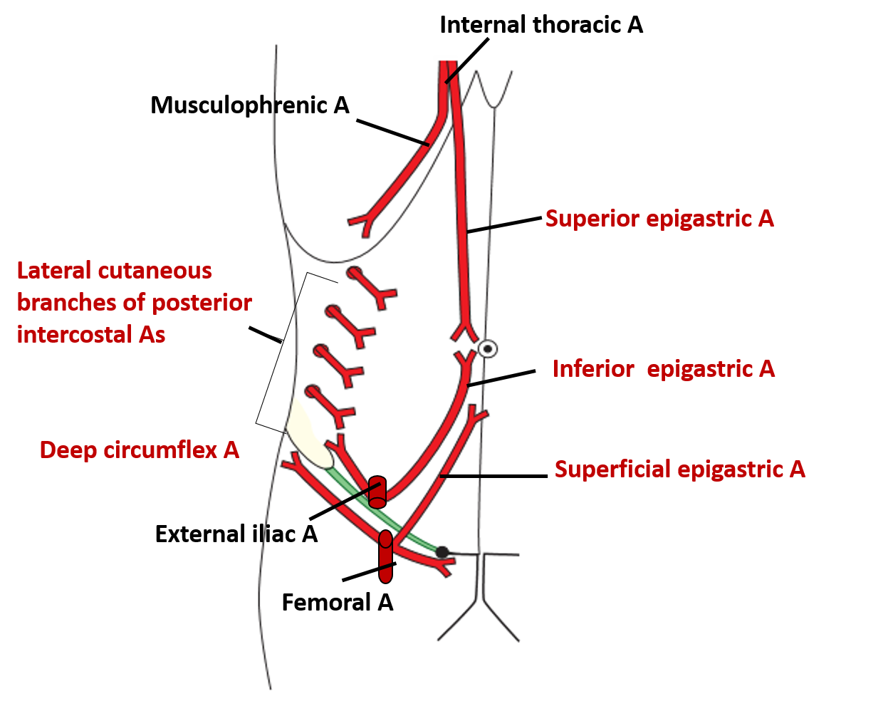 Arterial supply of anterior abdominal wall