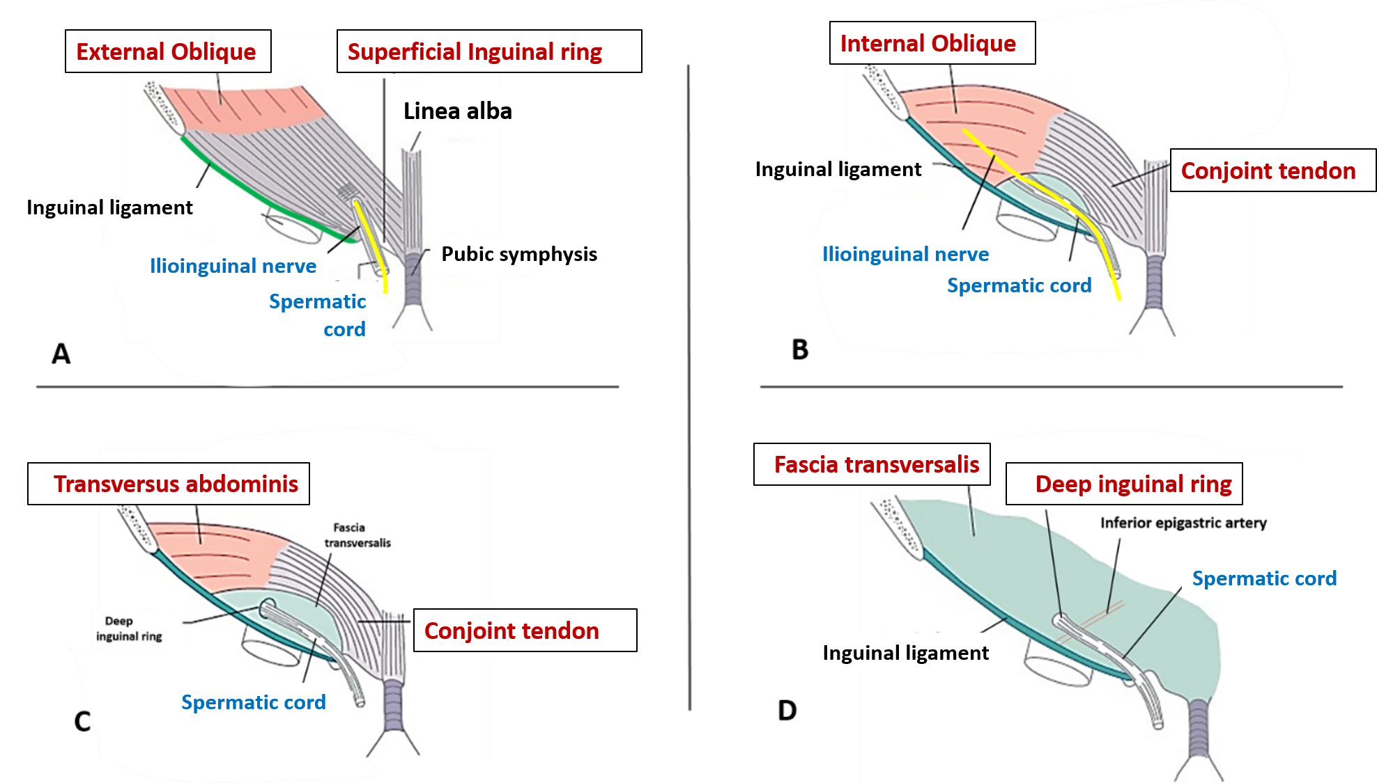 Formation, boundaries and contents of inguinal canal