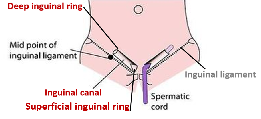 location, extent of inguinal canal