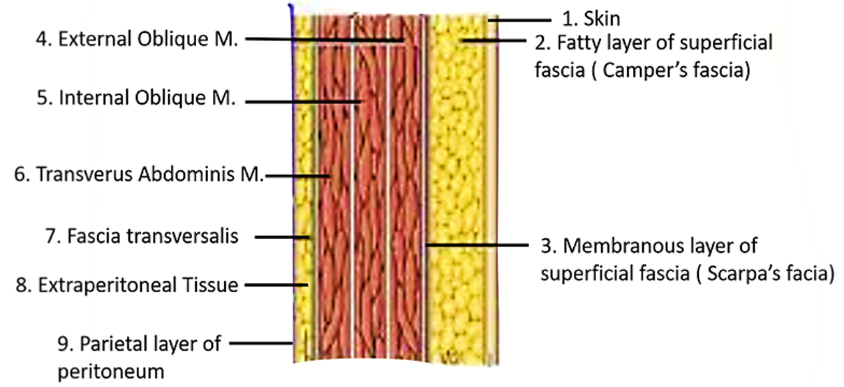 Anterior abdominal wall -layers