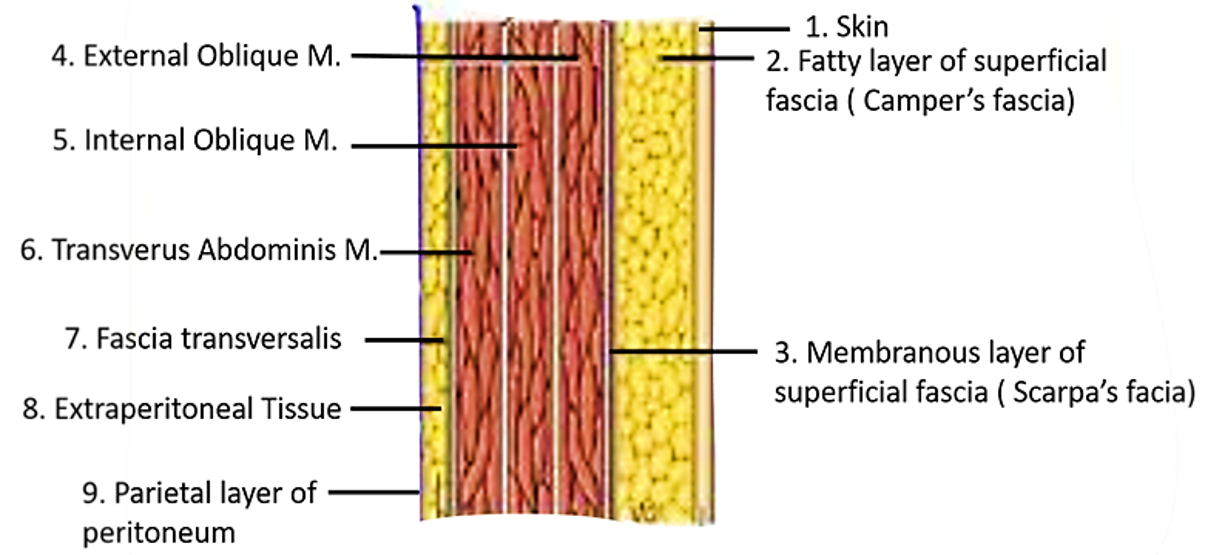 Anterior Abdominal Wall , layers, umbilicus, muscles, blood supply and