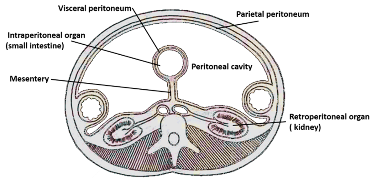 peritoneum - visceral and parietal layers