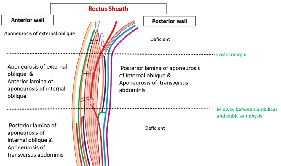 rectus sheath -sagittal section