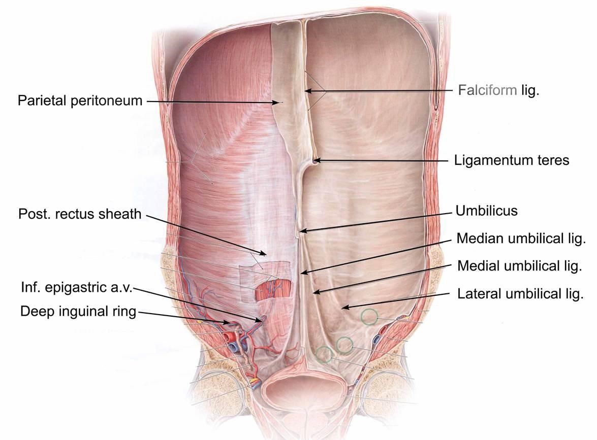 umbilicus -ligaments attached on inner aspect