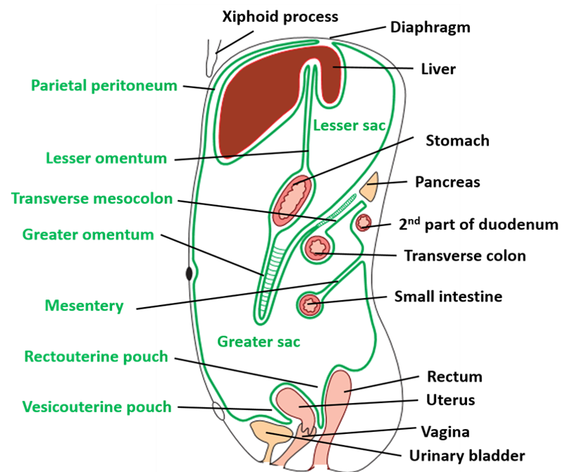 Vertical disposition of peritoneum