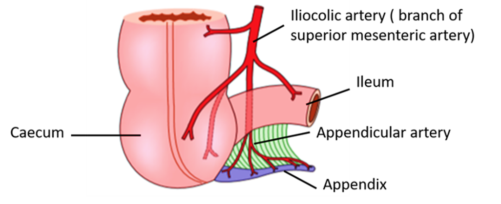 Vermiform appendix - arteries supplying
