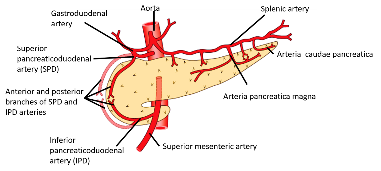 pancreas blood supply