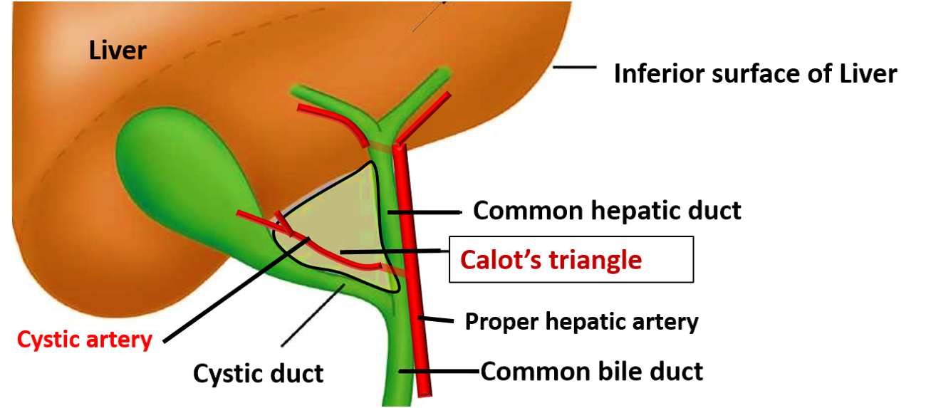 boundaries of triangle of Calot's