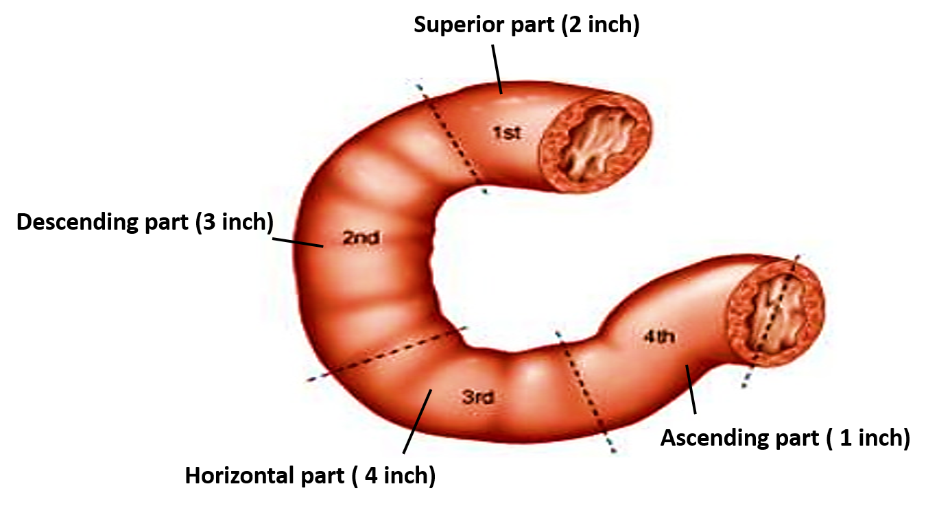 Parts of duodenum